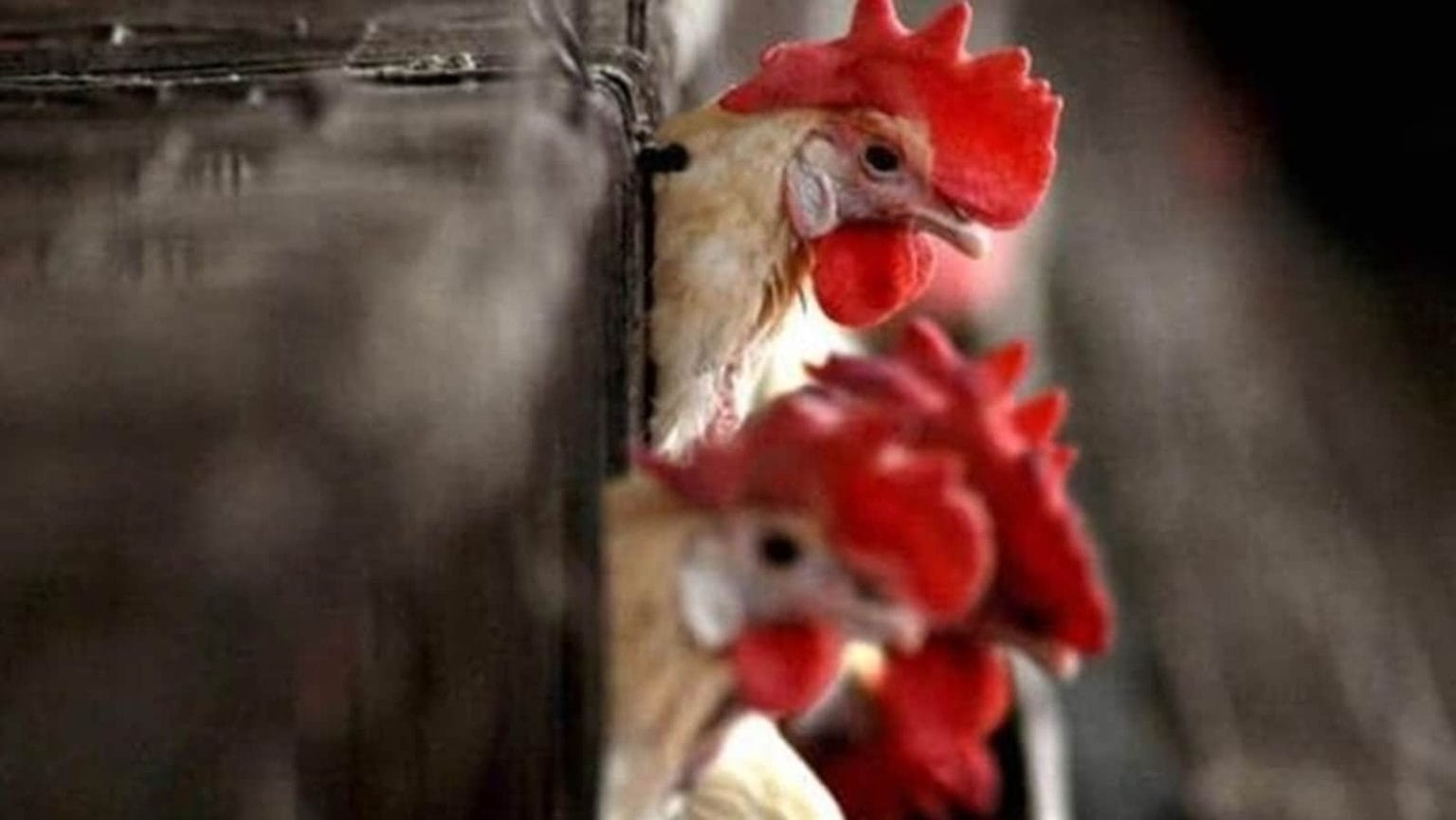 WHO sounds alarm over human cases of bird flu, says ‘looking for new hosts’.