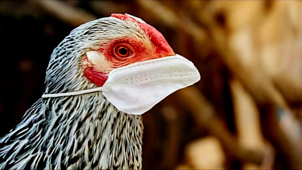 Bird flu cases are rising in india amid Lok sabha elections 2024