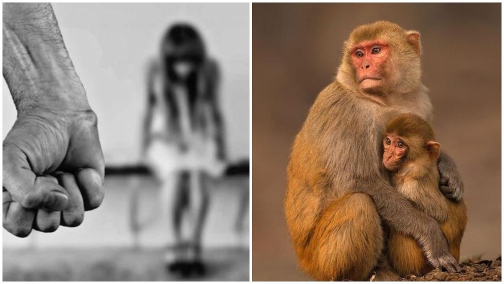 Monkeys save 6-year-old from rape attempt in Uttar Pradesh’s Baghpat: Report.